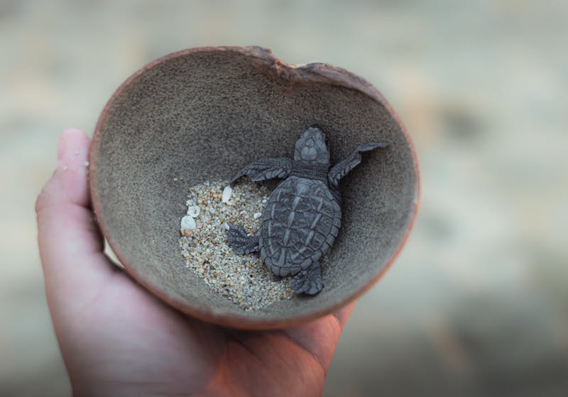 Turtle Adoption Kit